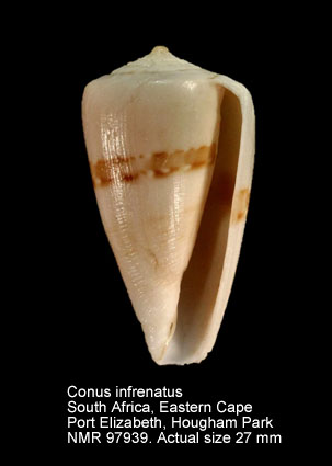 Conus infrenatus (7).jpg - Conus infrenatus Reeve,1848